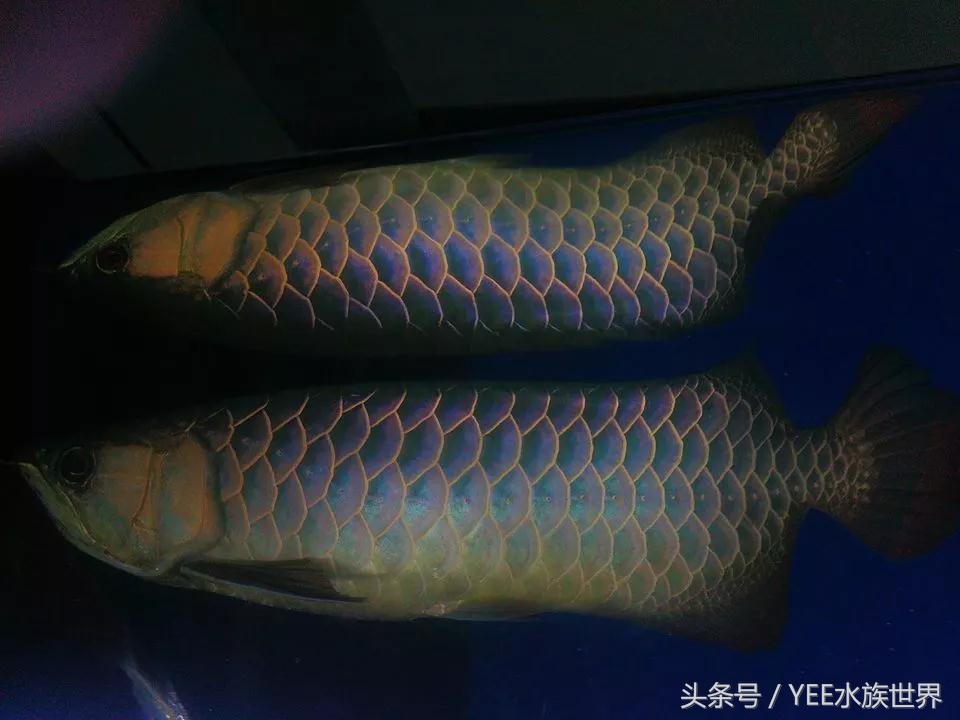 我的龙鱼王者修炼记，秘籍其实很简单