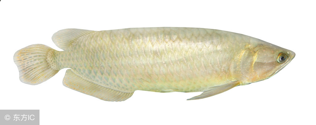 金头镇宅龙鱼,镇宅龙鱼放在什么方向