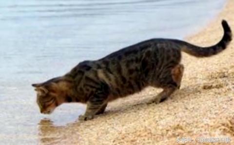 你见过猫咪喝水吗,猫咪是怎么出汗的