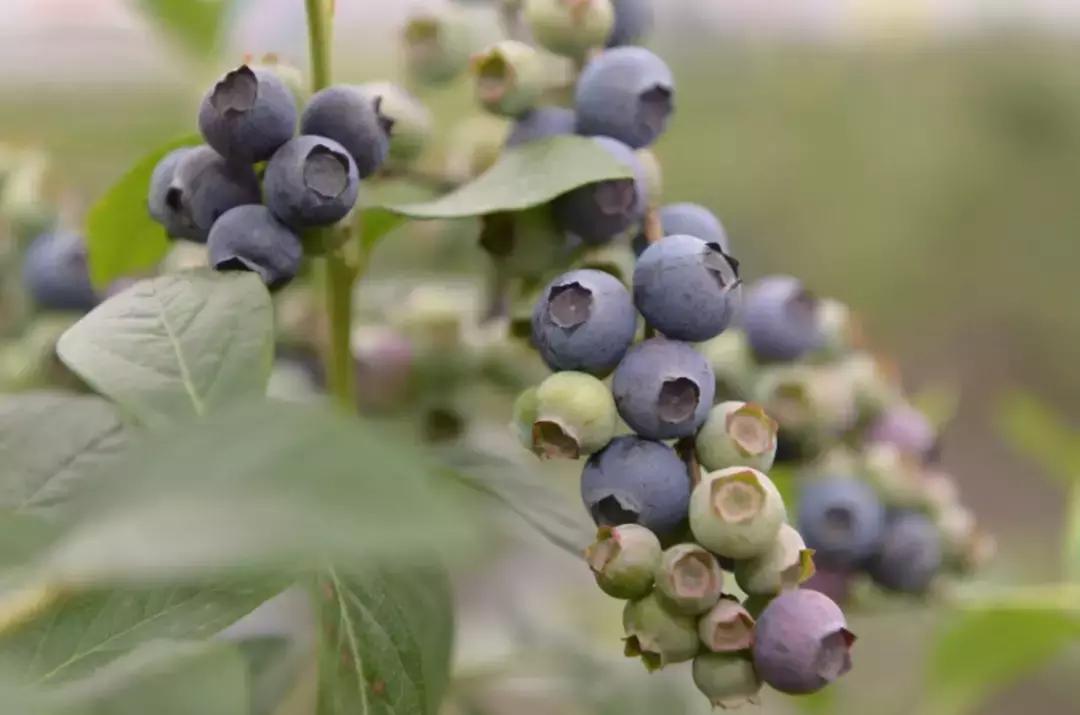 最新蓝莓采摘,蓝莓基地怎么采摘蓝莓