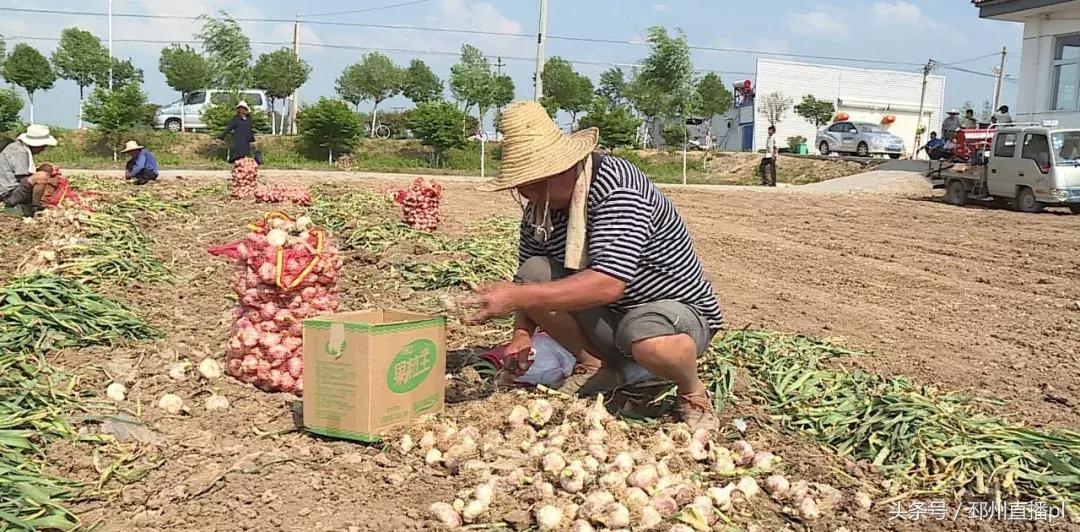 有了这个大家伙，蒜农再也不用为起蒜发愁了！