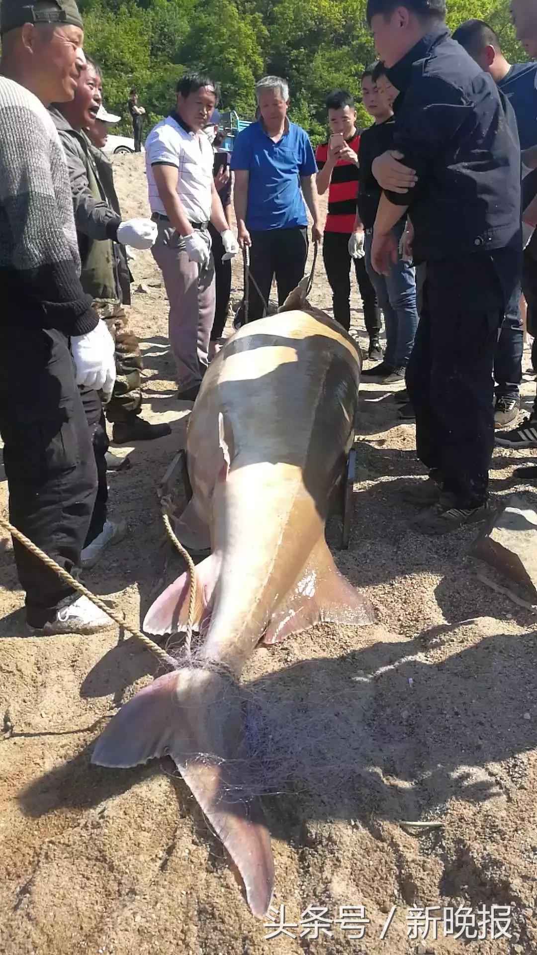 黑龙江里的鳇鱼一条几百斤,大鳇鱼1030斤现状