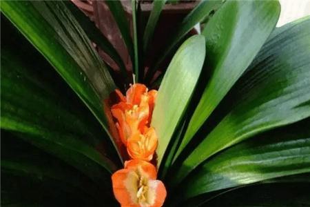 君子兰夹箭用鸡蛋能长出花箭吗,发现君子兰夹箭把花箭剪掉可以吗