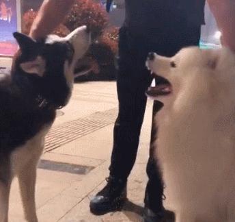 哈士奇和萨摩耶的日常打架,哈士奇和萨摩耶见面