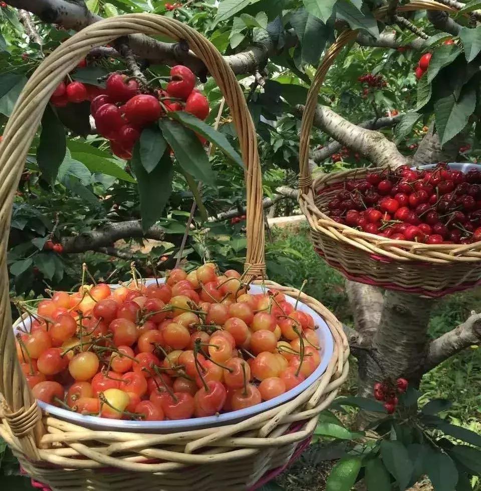 2020年烟台大棚樱桃采摘,最美樱桃季烟台露天大樱桃采摘啦