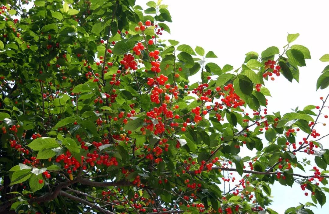 2020年烟台大棚樱桃采摘,最美樱桃季烟台露天大樱桃采摘啦