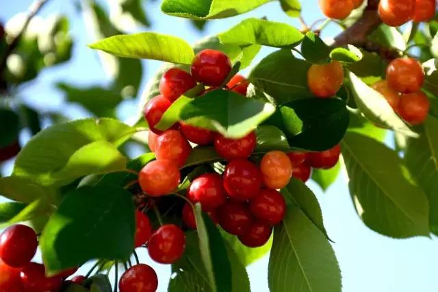 2020年烟台大棚樱桃采摘,最美樱桃季烟台露天大樱桃采摘啦