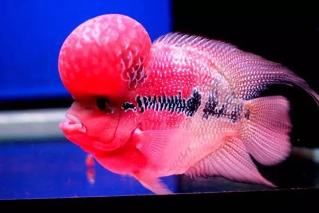 心脏缺氧是什么原因造成的,总感觉缺氧打哈欠是什么原因