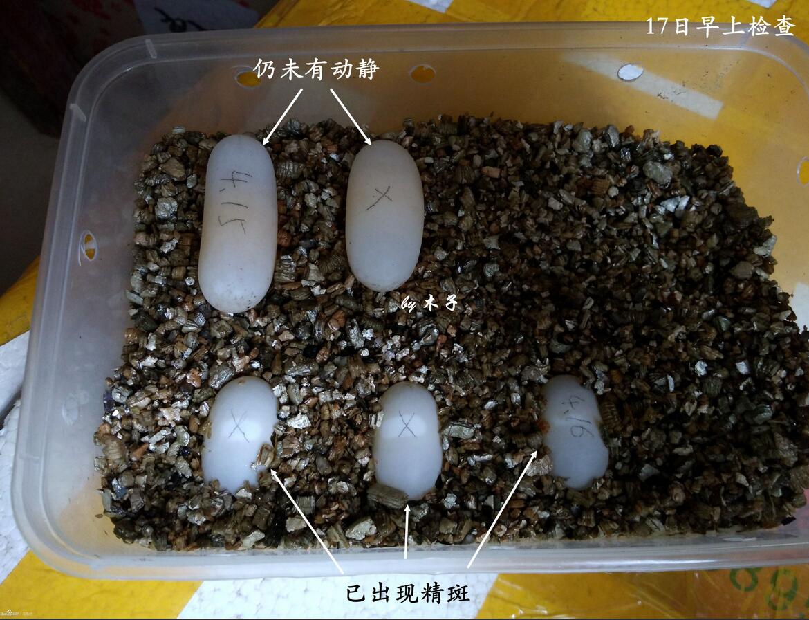 怎么看龟蛋有没有受孕,怎么查看龟蛋是否具有孵化条件