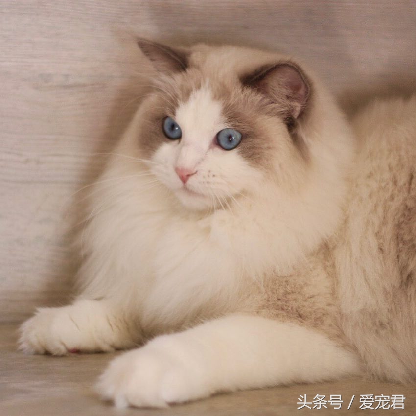 猫咪指甲挠人怎么办,一定要定期修剪猫咪的指甲
