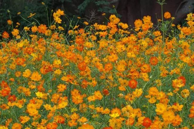 金堂鲜花山谷风景区门票多少钱,鲜花山谷金堂