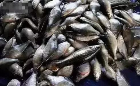 鲟鳇鱼黑龙江纯野生,黑龙江原来最大的鱼鳇鱼