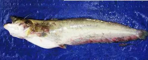 鲟鳇鱼黑龙江纯野生,黑龙江原来最大的鱼鳇鱼