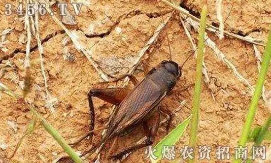 地下害虫的主要防治措施是什么,地下害虫和地面害虫怎样防治