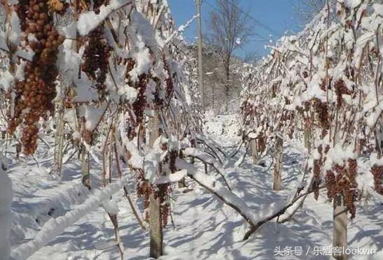 为什么冰酒贵,真正的冰酒是什么样子