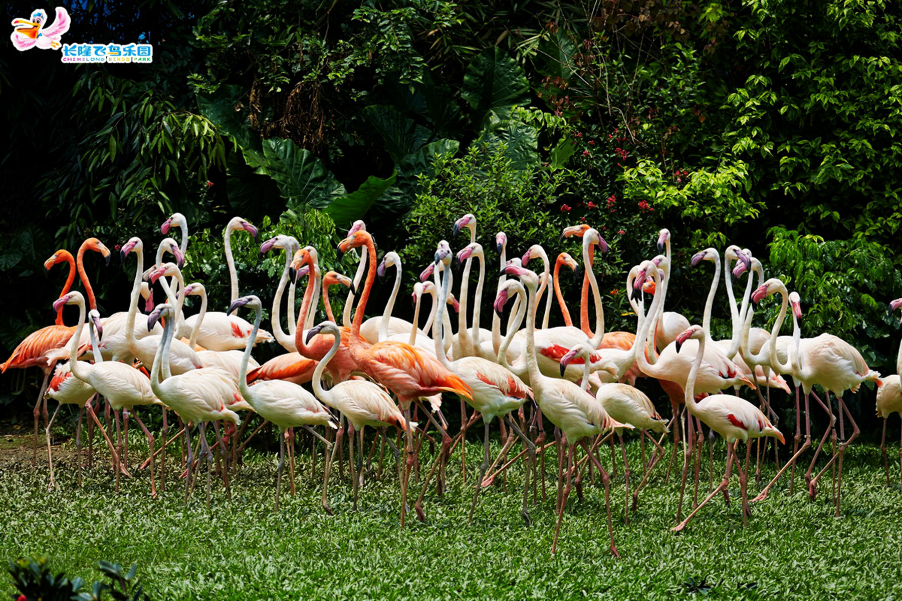 永川野生动物园亚洲最大,南京红山森林动物园亚洲虎