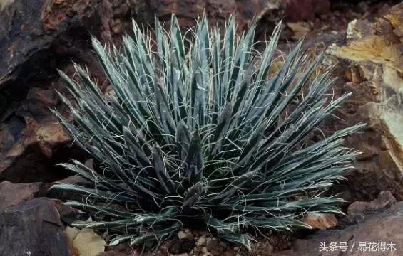 巴西木龙血树的辨识区别和鉴赏,巴西木龙血树能长多大