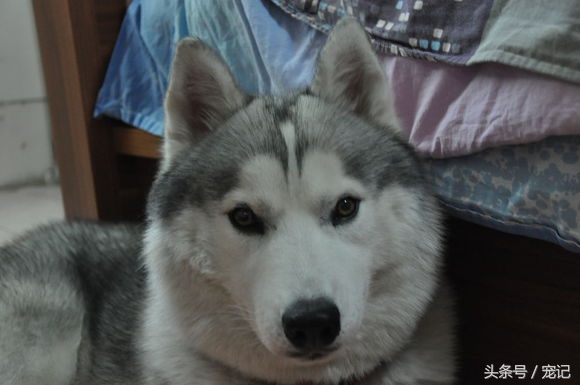 网上买的哈士奇180块,花了1000买的哈士奇