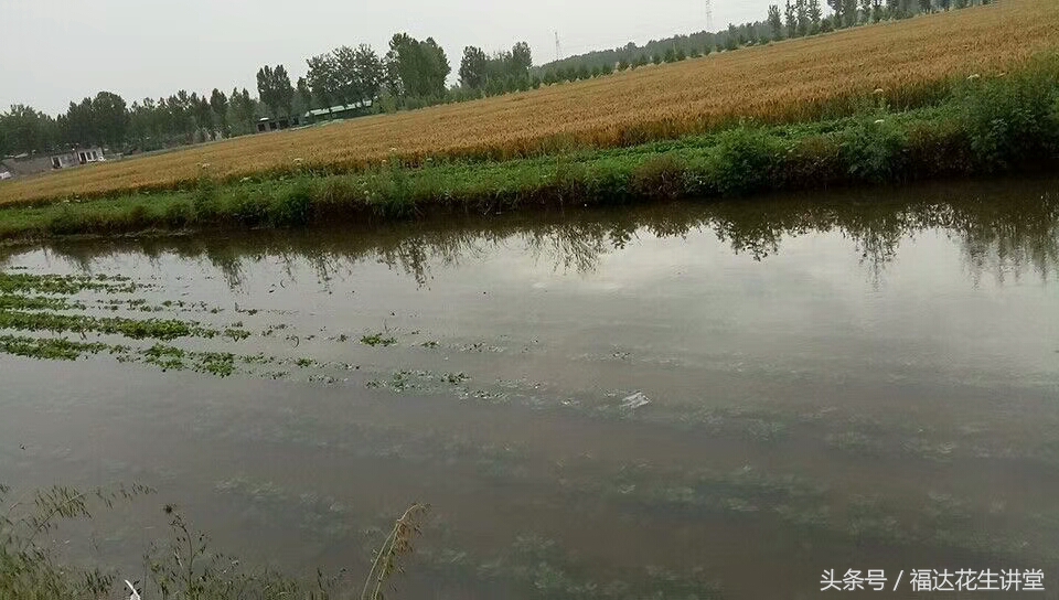 花生在地里泡了四五天还能活吗,花生泡水里漂起来的花生是坏的吗