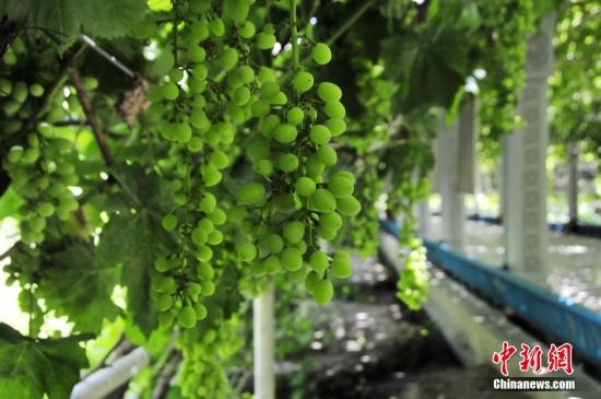 睡前吃三种水果瘦肚子通便,睡前吃哪种水果对疝气有好处