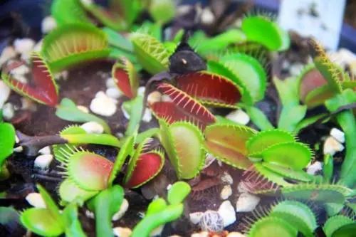 夏季你还在担心蚊虫叮咬吗,夏天你被蚊子咬了么