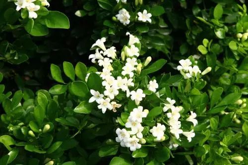 夏季你还在担心蚊虫叮咬吗,夏天你被蚊子咬了么