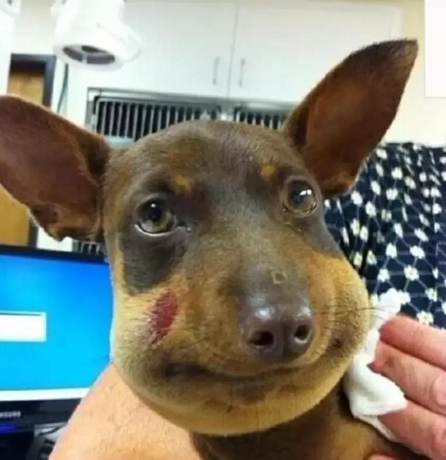 二哈被密蜂蜇,被蜜蜂蜇的狗狗事实上是因为什么