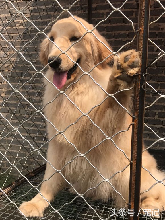 金毛被欺负再养一只,金毛被小狗欺负