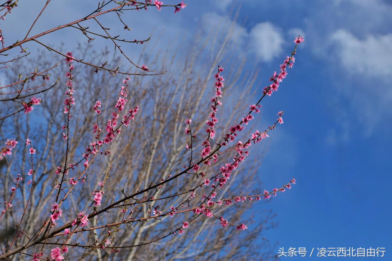 行，为寻三生三世桃花，却爱上了*藏西**的那抹蓝