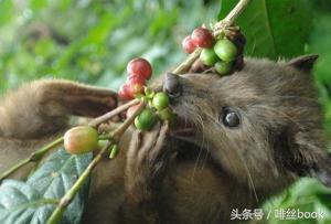3合一速溶咖啡猫屎咖啡,越南猫屎咖啡速溶咖啡