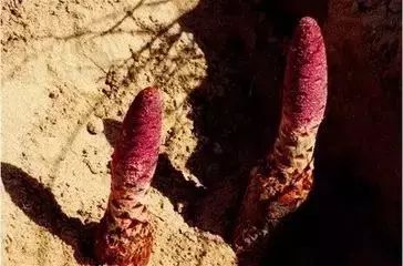 骆驼独有的营养,骆驼在沙漠吃食物视频