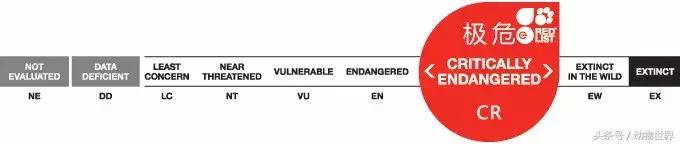 世界海龟日古老的爬行动物,世界海龟日它们奔赴星辰大海