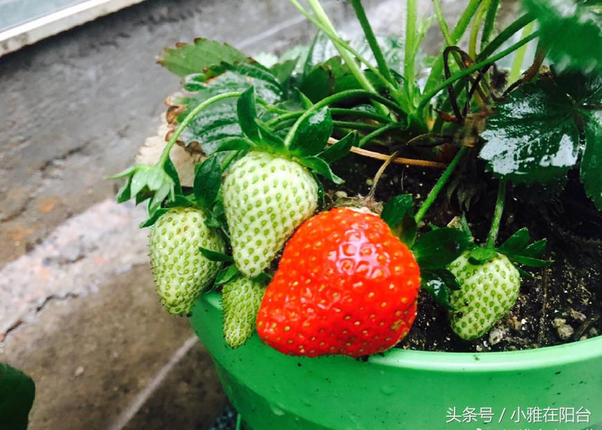 家里如何种植水果盆栽,在家最适合种的盆栽水果