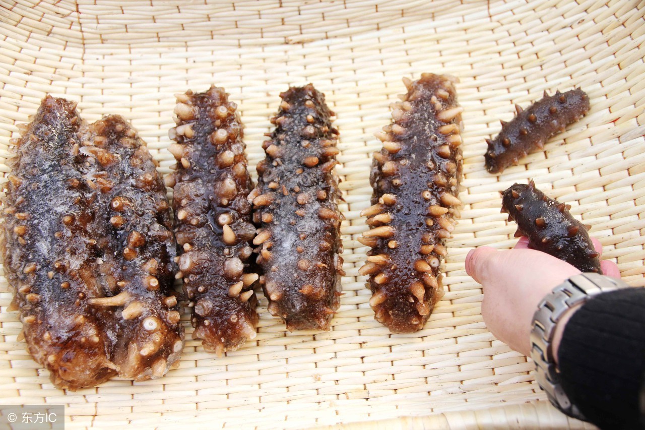 鱼油海参酵素的缺点,海参鱼油是保健食品吗