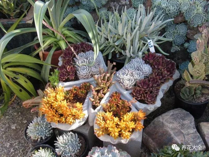 老外私家花园景观,国外多肉花园