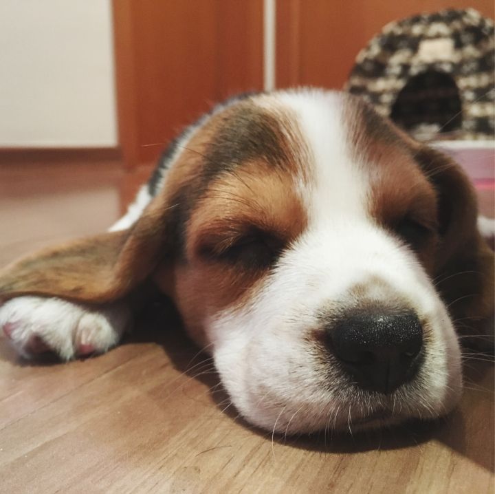 养比格犬注意事项和禁忌,养一只比格