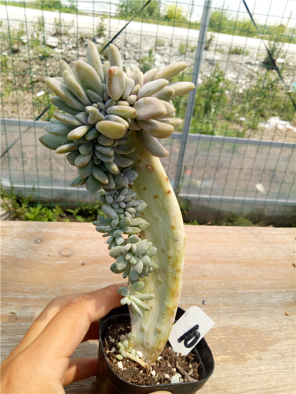 多肉树,多肉树杈