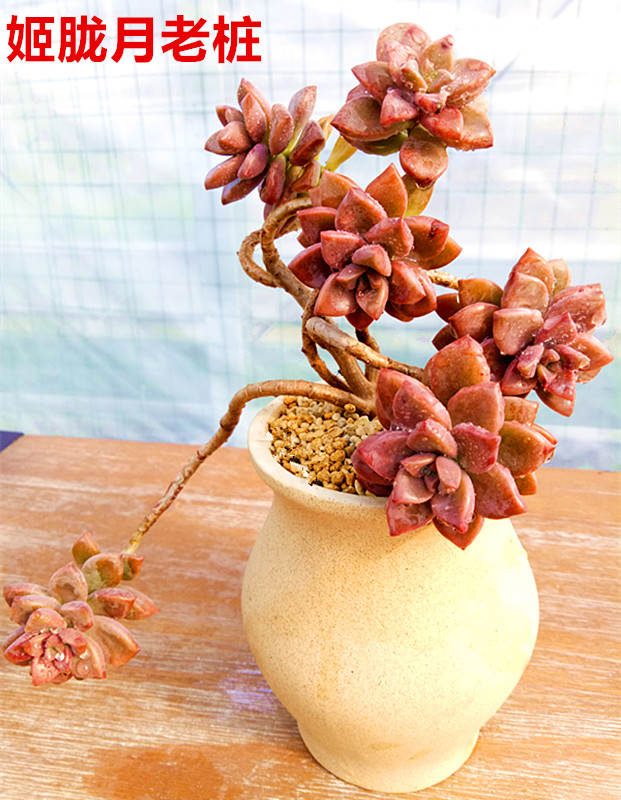 多肉树,多肉树杈