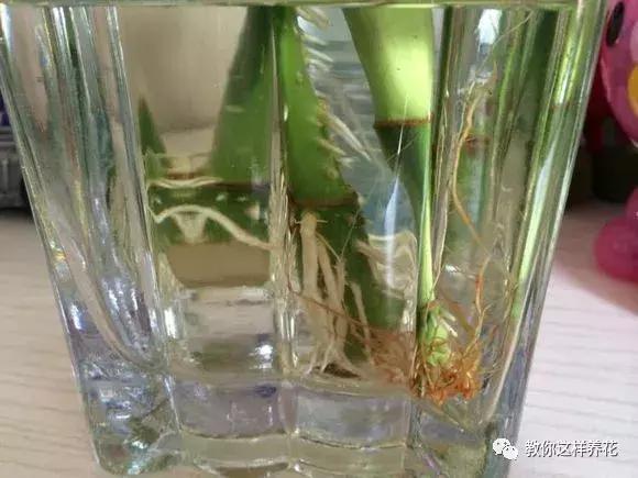 富贵竹节节高黄叶怎么办,节节高富贵竹枯萎黄叶