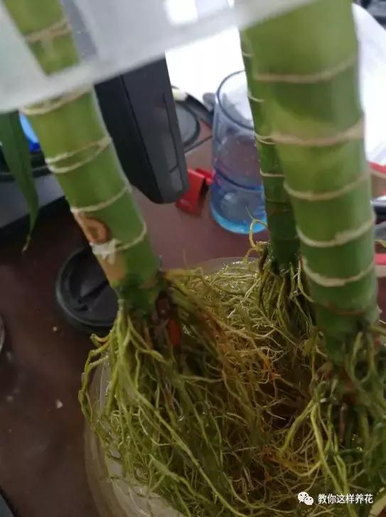 富贵竹叶子发黄喷营养液,富贵竹一浇水叶子就蔫