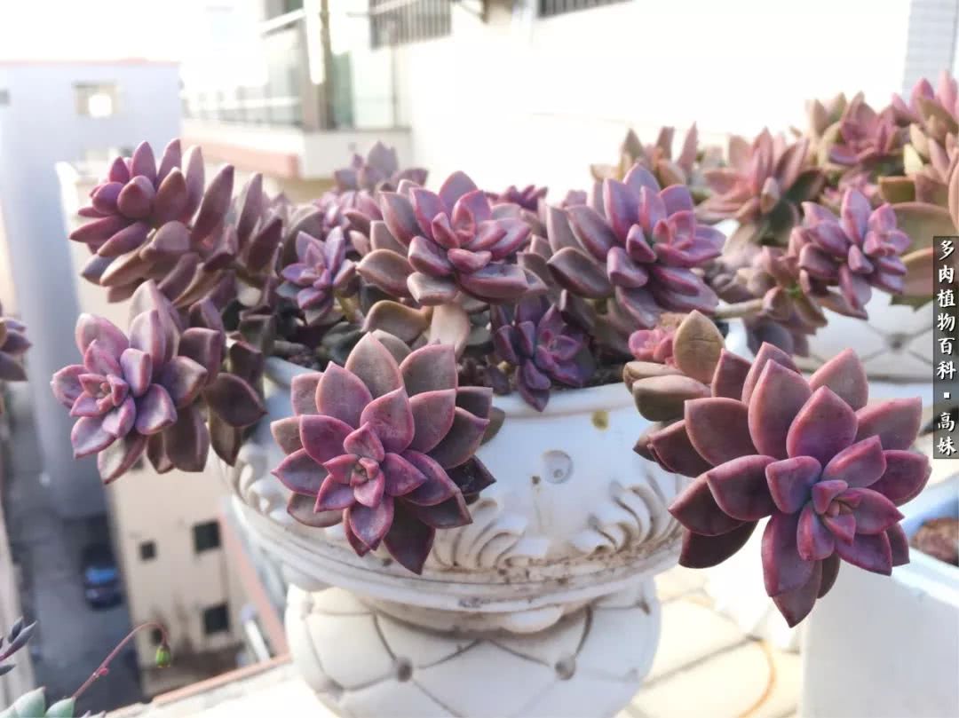 90张多肉图片——纪念入坑两周年！
