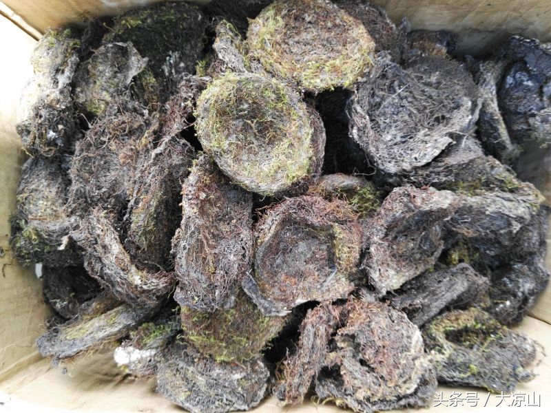 凉山德昌傈僳族端午节前夕祭献药王“花世图扒”，端午当天要吃李子据说四季不生疮