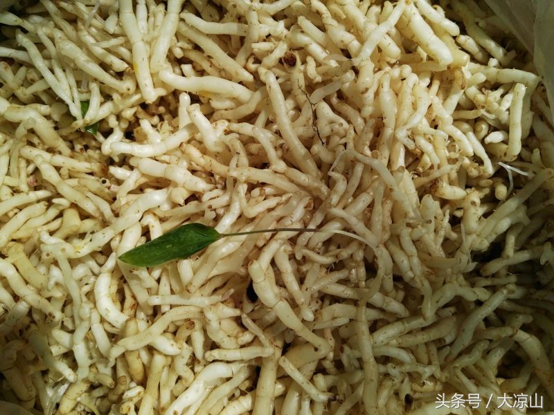 神奇的“黑根”,德昌端午节寻常百姓家药膳必备