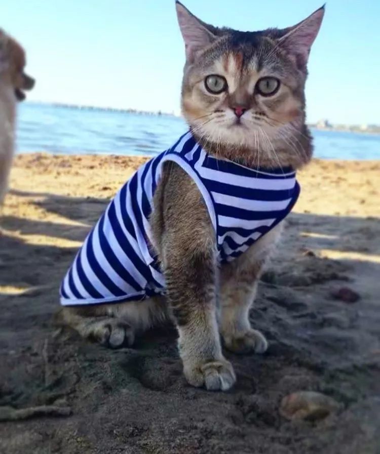 喜欢游泳还要穿订制泳衣下水，又是别人家的猫！