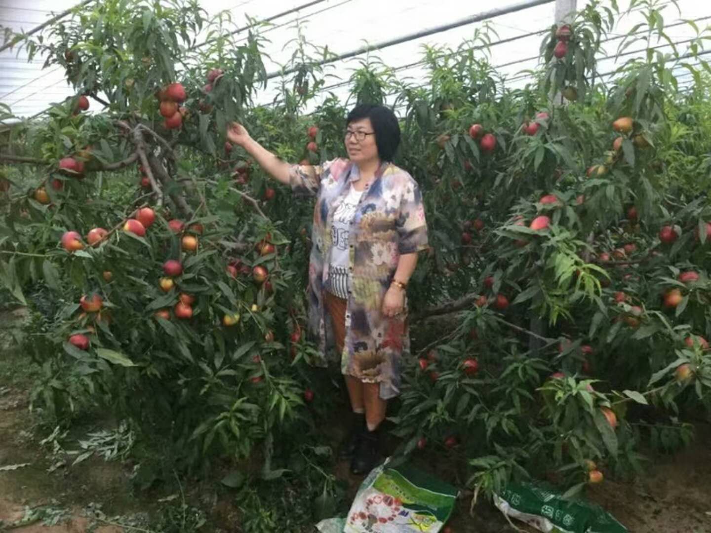 油桃大量上市相约莒县油桃市场,冠县大棚油桃价格表