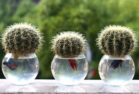 在办公室适合养的水培植物,办公室适合养什么水培植物