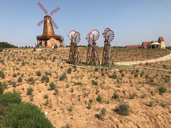 中国薰衣草庄园怎么样,薰衣草庄园到底怎么样