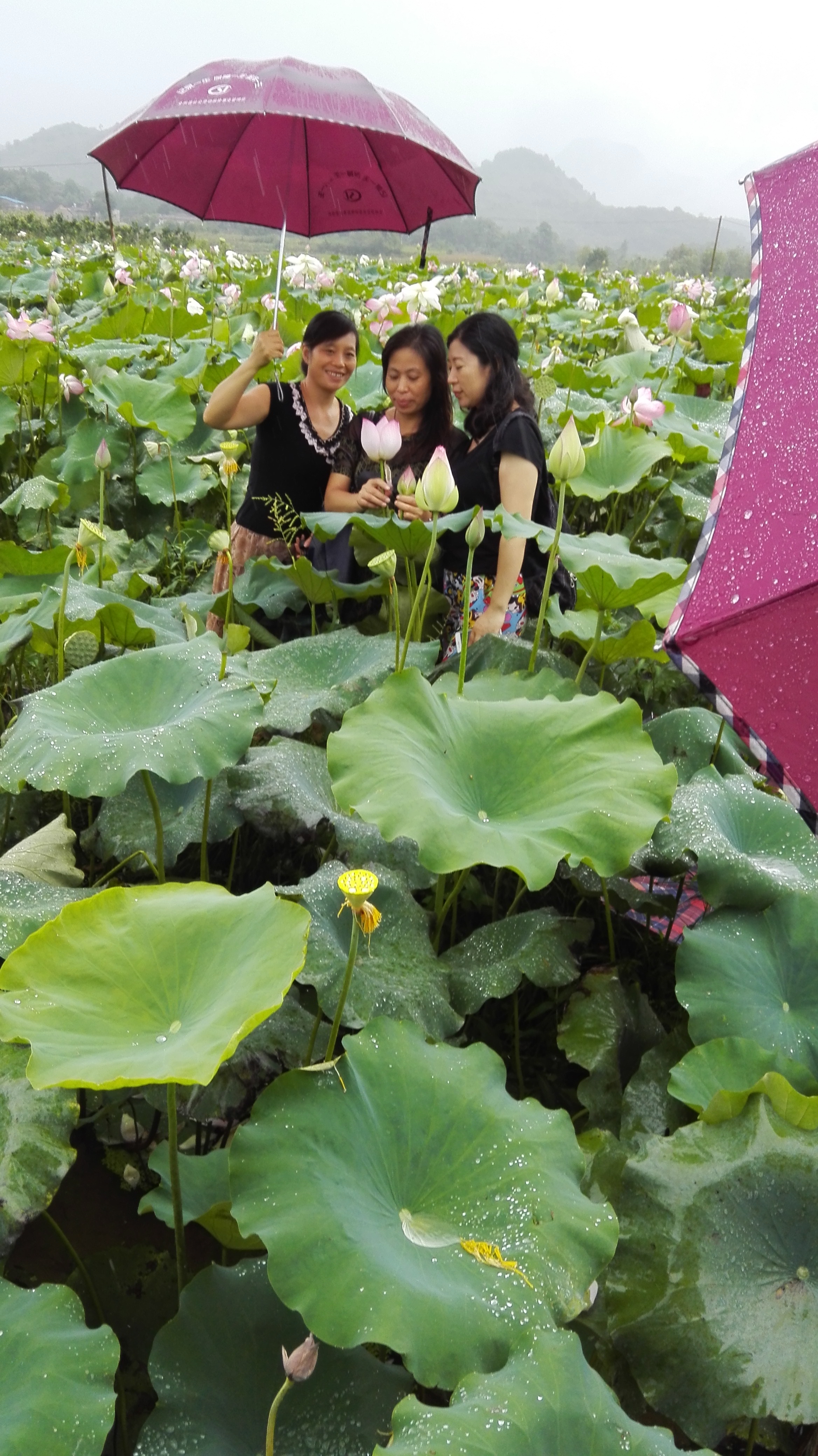 广西全州农庄排名,广西全州县绕村绿岛生态农庄