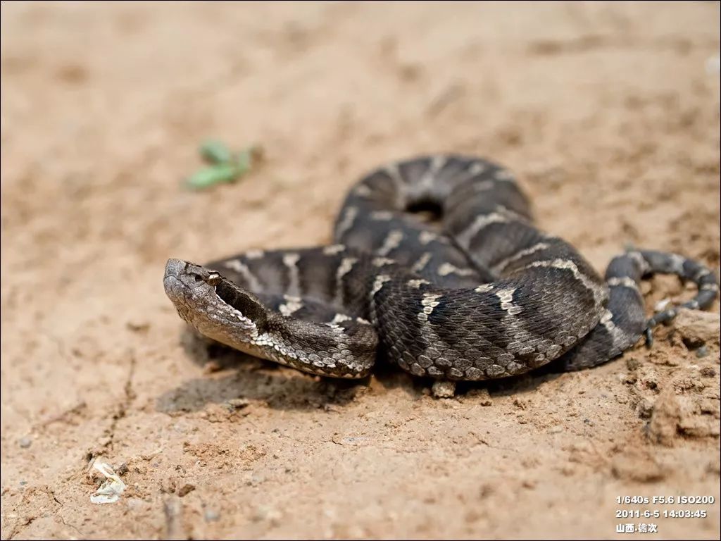 家里进蛇要怎么处理,家里进蛇后多久会死