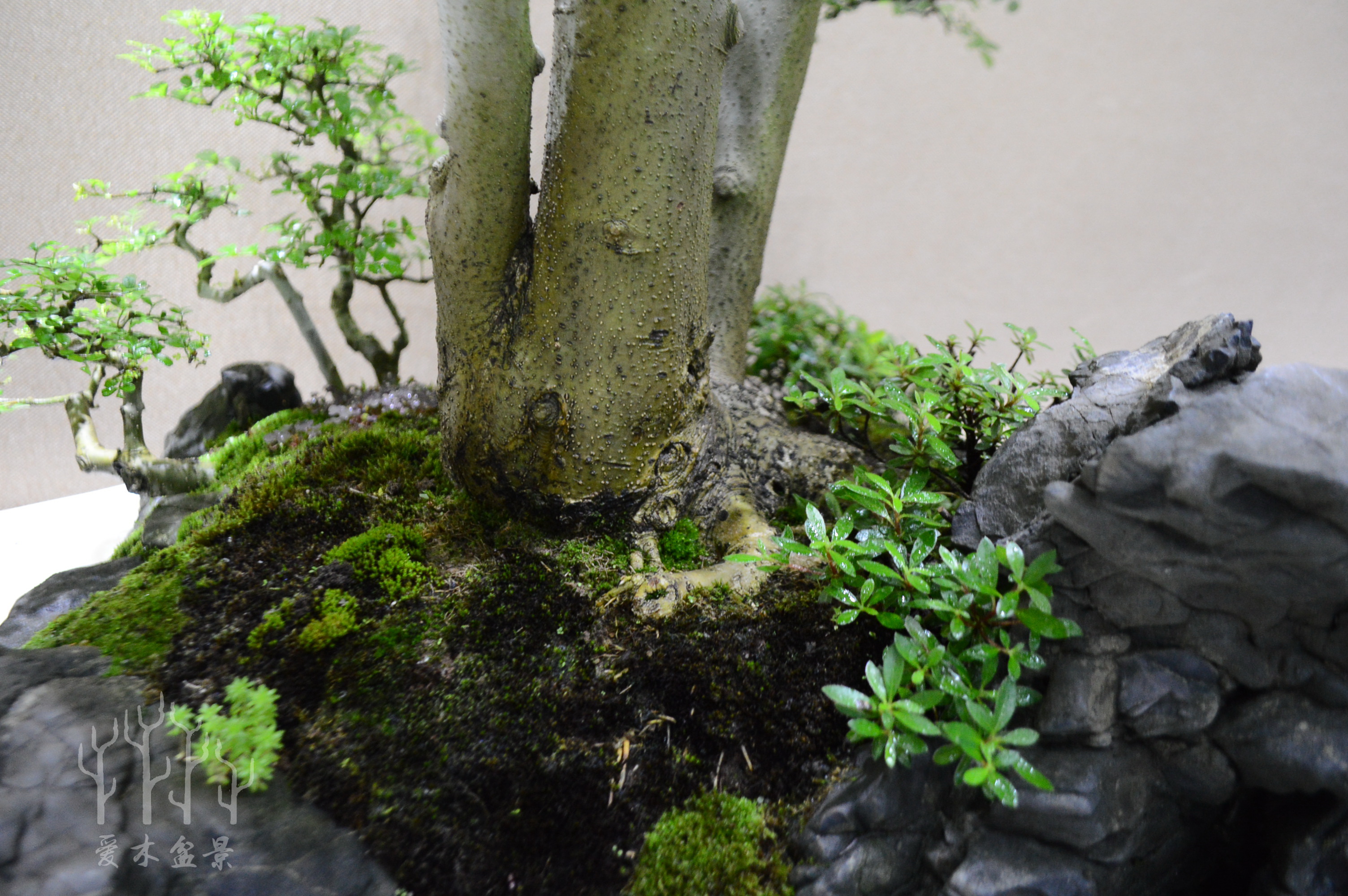 盆景大师张志刚简历,盆景大师张志刚所有作品欣赏